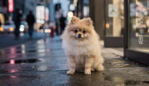 Dal successo all’abbandono: il triste destino dei cani di moda sui social network